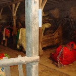 small_dans_l_etable12